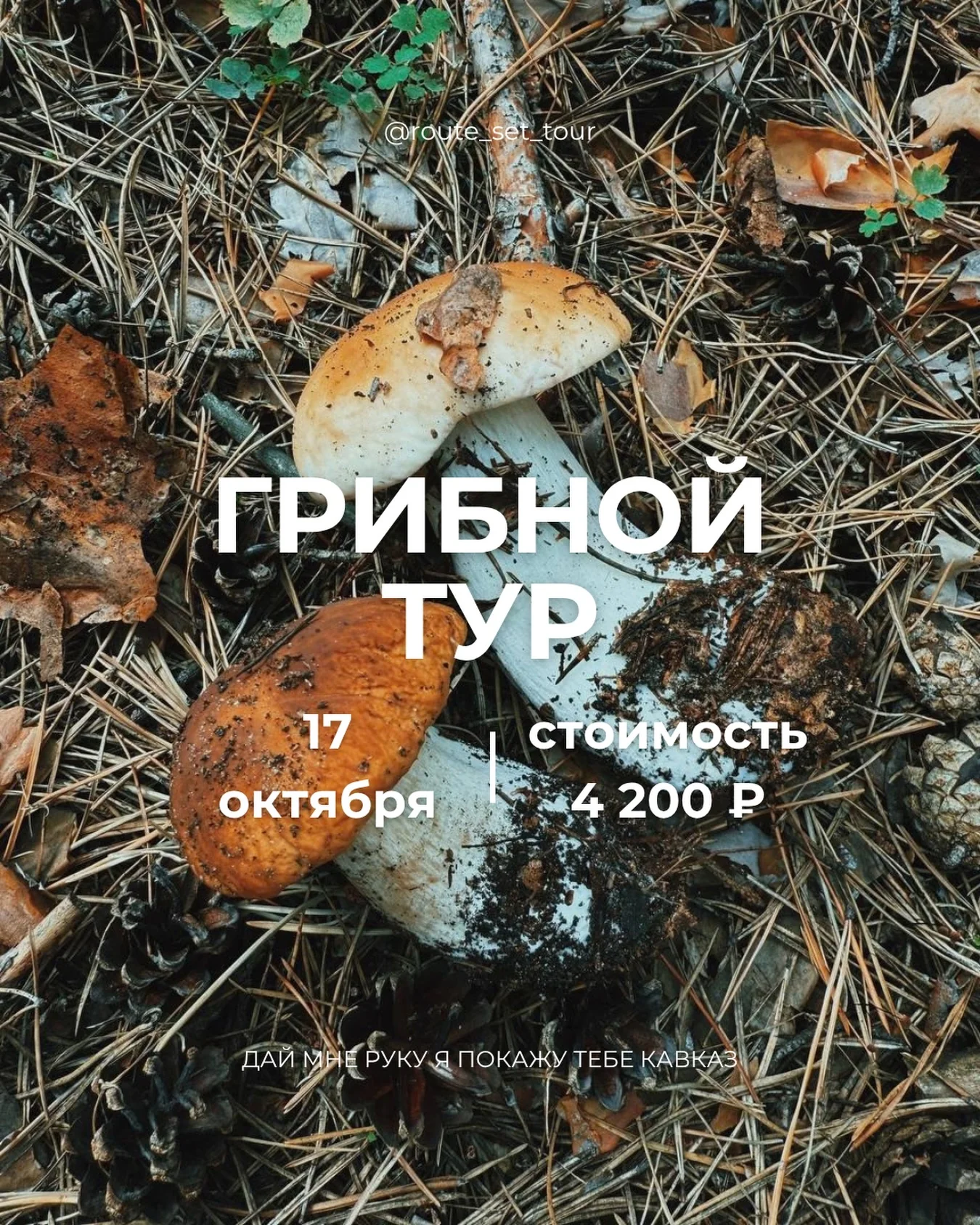 Тихая охота в берёзовом лесу Хасаута
