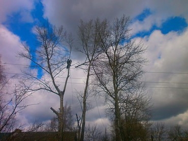 Спил деревьев и кустов, опиловка