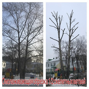 Кронирование деревьев