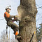 Подрезка деревьев, вырубка сухостоя и аварийных деревьев