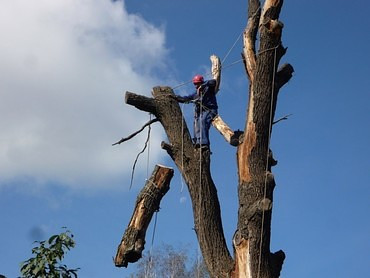 Спил деревьев и кустов, опиловка