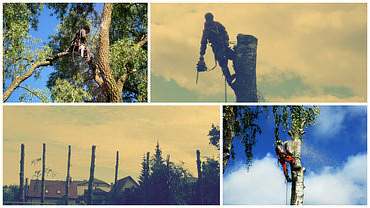 Кронирование деревьев