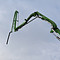 ISUZU GIGA
