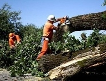 Спил сухих и аварийных деревьев