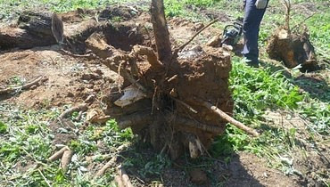 Удаление пней