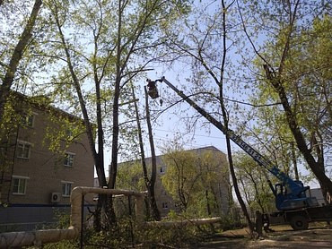 Спил деревьев и кустов, опиловка