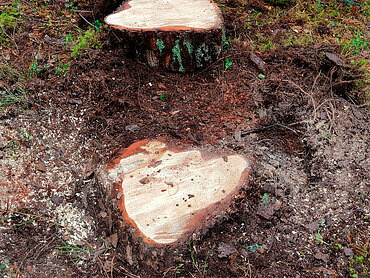 Выкорчевка пней