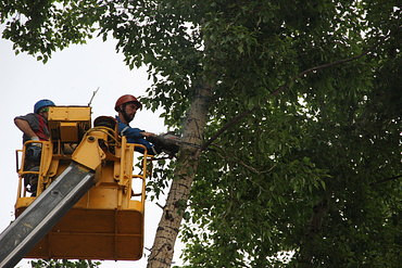 Услуги по обрезке деревьев и вырубке