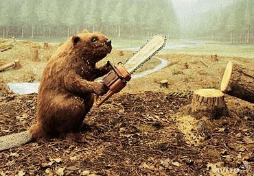 Обрезка деревьев