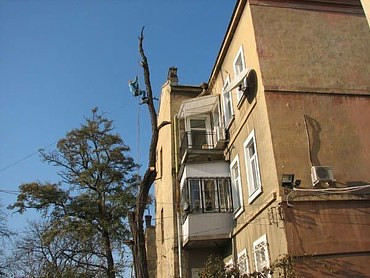 Подрезка деревьев, вырубка сухостоя и аварийных деревьев