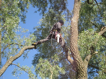 Организация благоустройства