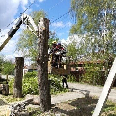 Обрезка деревьев