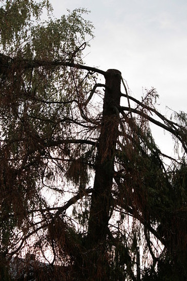 Спил деревьев и кустов, опиловка