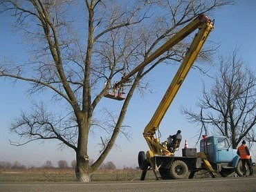 Спил деревьев и кустов, опиловка