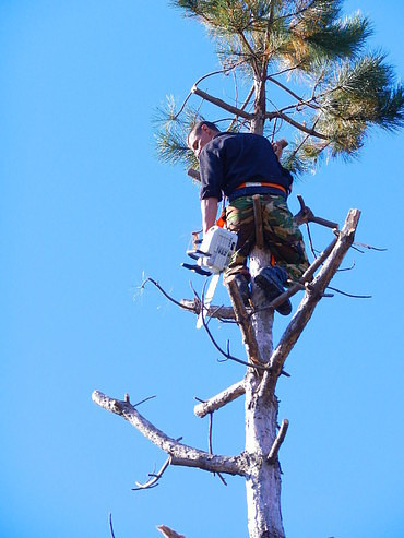 Кронирование деревьев
