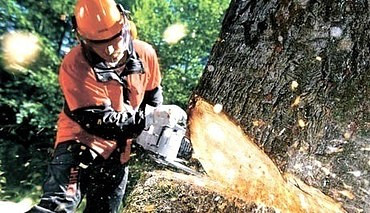 Спил сухих и аварийных деревьев, обрезка плодовых