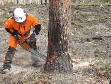 Спил деревьев и кустов, опиловка