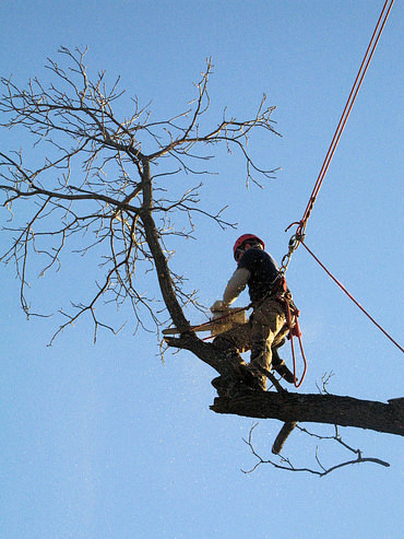 Подрезка деревьев, вырубка сухостоя и аварийных деревьев