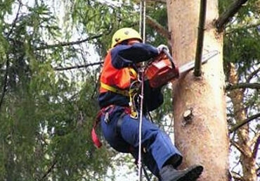 Услуги по обрезке деревьев и вырубке