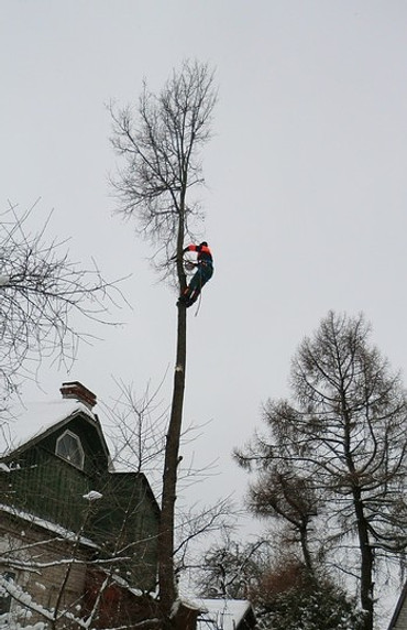 Опиловка и рубка деревьев