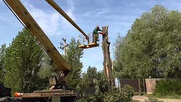 Опиловка и рубка деревьев