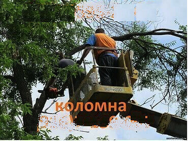 Спил сухих и аварийных деревьев, обрезка плодовых