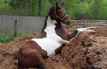 Купить навоз и перегной с доставкой