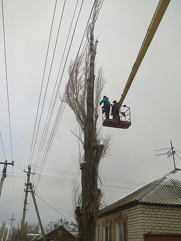 Обрезка деревьев Саратов