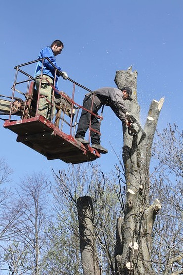 Услуги по обрезке деревьев и вырубке
