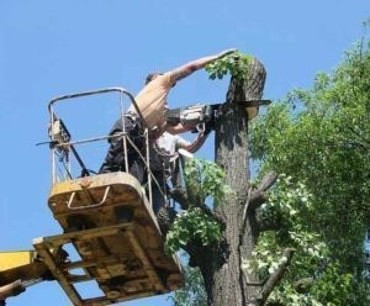 Услуги спила, опиловки деревьев и кустарников