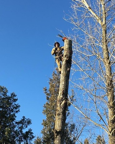 Кронирование деревьев