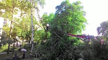 Опиловка и рубка деревьев