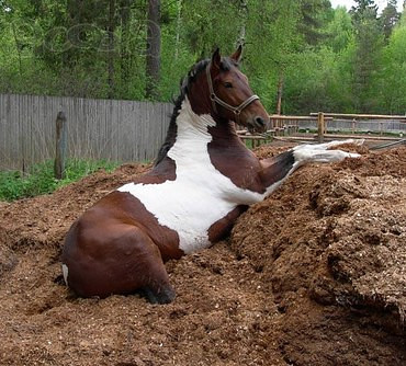 Продажа навоза и перегноя с доставкой