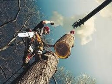 Опиловка и рубка деревьев