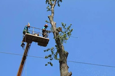 Спил деревьев и кустов, опиловка