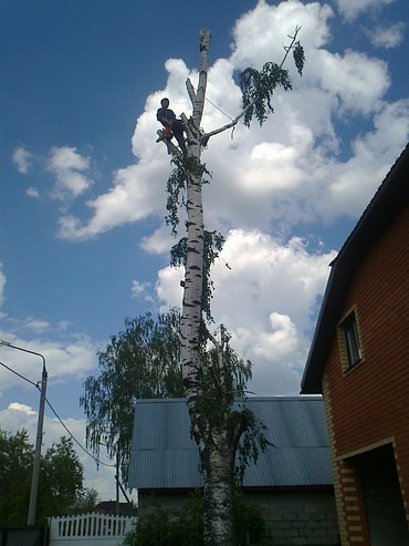 Обрезка и вырубка деревьев