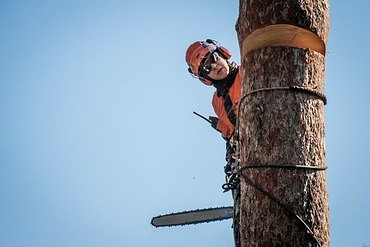 Услуги по обрезке деревьев и вырубке