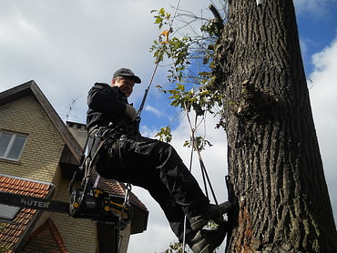 Спил сухих и аварийных деревьев, обрезка плодовых