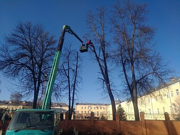 Кронирование деревьев