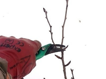 Обрезка деревьев