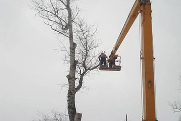 Спил деревьев и кустов, опиловка