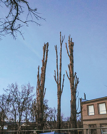 Услуги по обрезке деревьев и вырубке