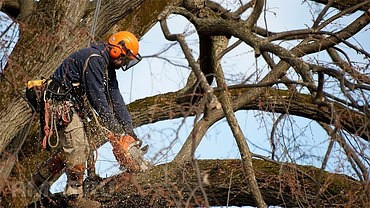Опиловка и рубка деревьев