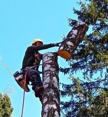 Спил деревьев и кустов, опиловка