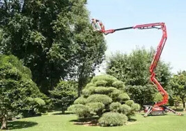 Спил сухих и аварийных деревьев, обрезка плодовых