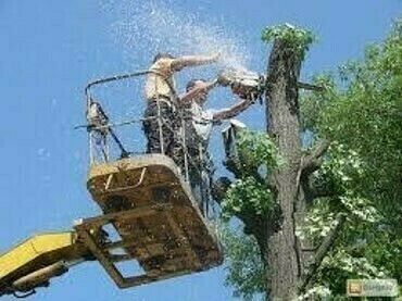 Подрезка деревьев, вырубка сухостоя и аварийных деревьев