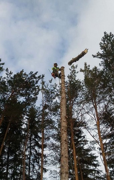 Спил деревьев и кустов, опиловка