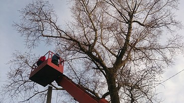 Обрезка деревьев