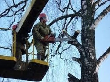 Спил сухих и аварийных деревьев, обрезка плодовых