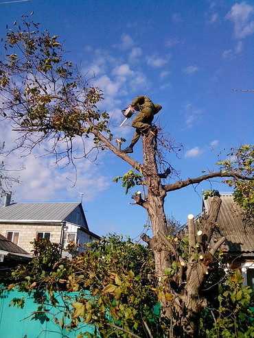 Спил деревьев и кустов, опиловка